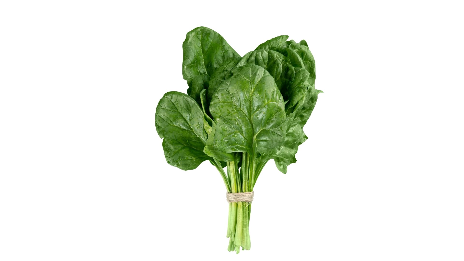 COUVE MANTEIGA, FOLHA VERDE VIVO, SEM FUNGOS, 1ª QUALIDADE